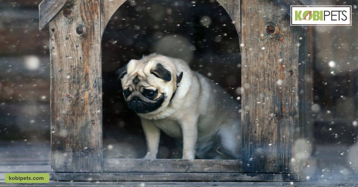 Insulated Dog House