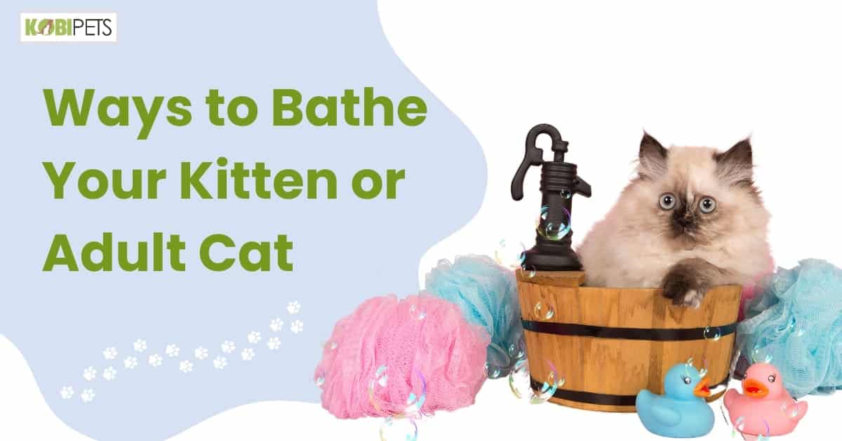 Ways to Bathe Your Kitten or Adult Cat