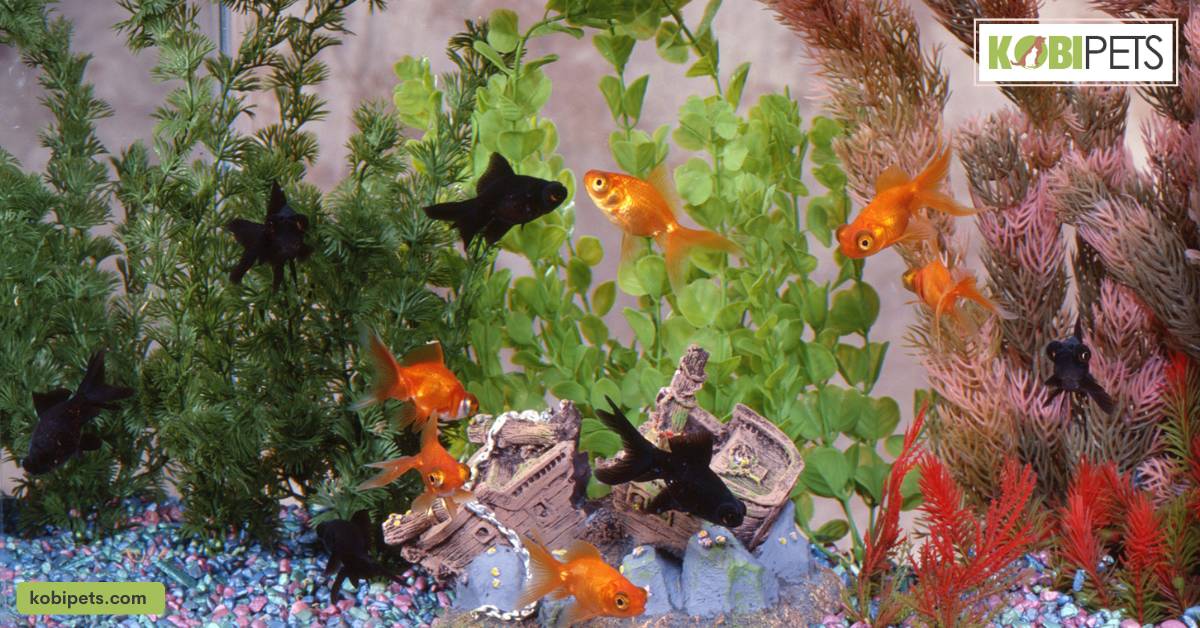 Keep in mind that certain species of fish may outgrow their tank and need to be rehomed.