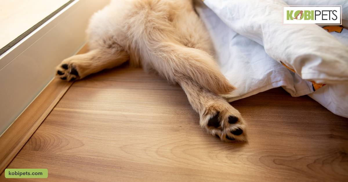 Keeping Your Dog Comfortable and Safe