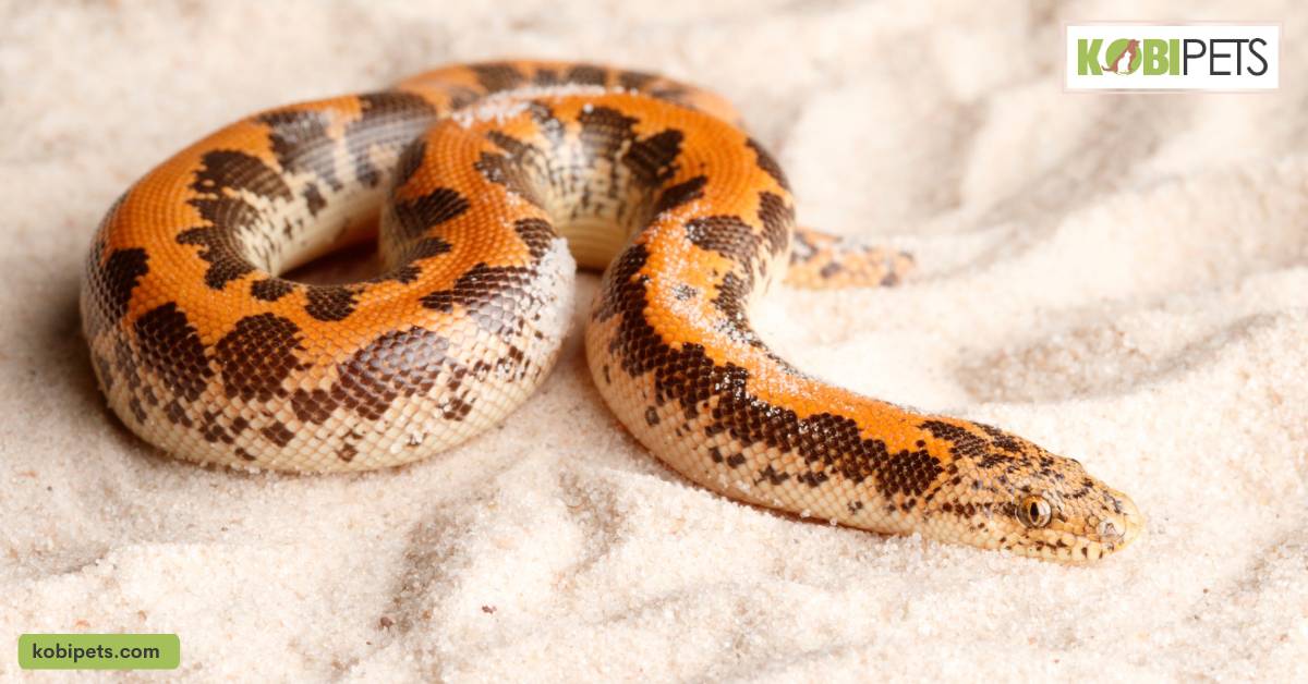 Kenyan Sand Boa (Eryx Colubrinus)