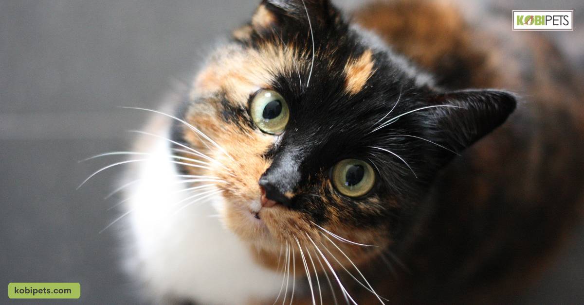 Kidney disease is common in older cats