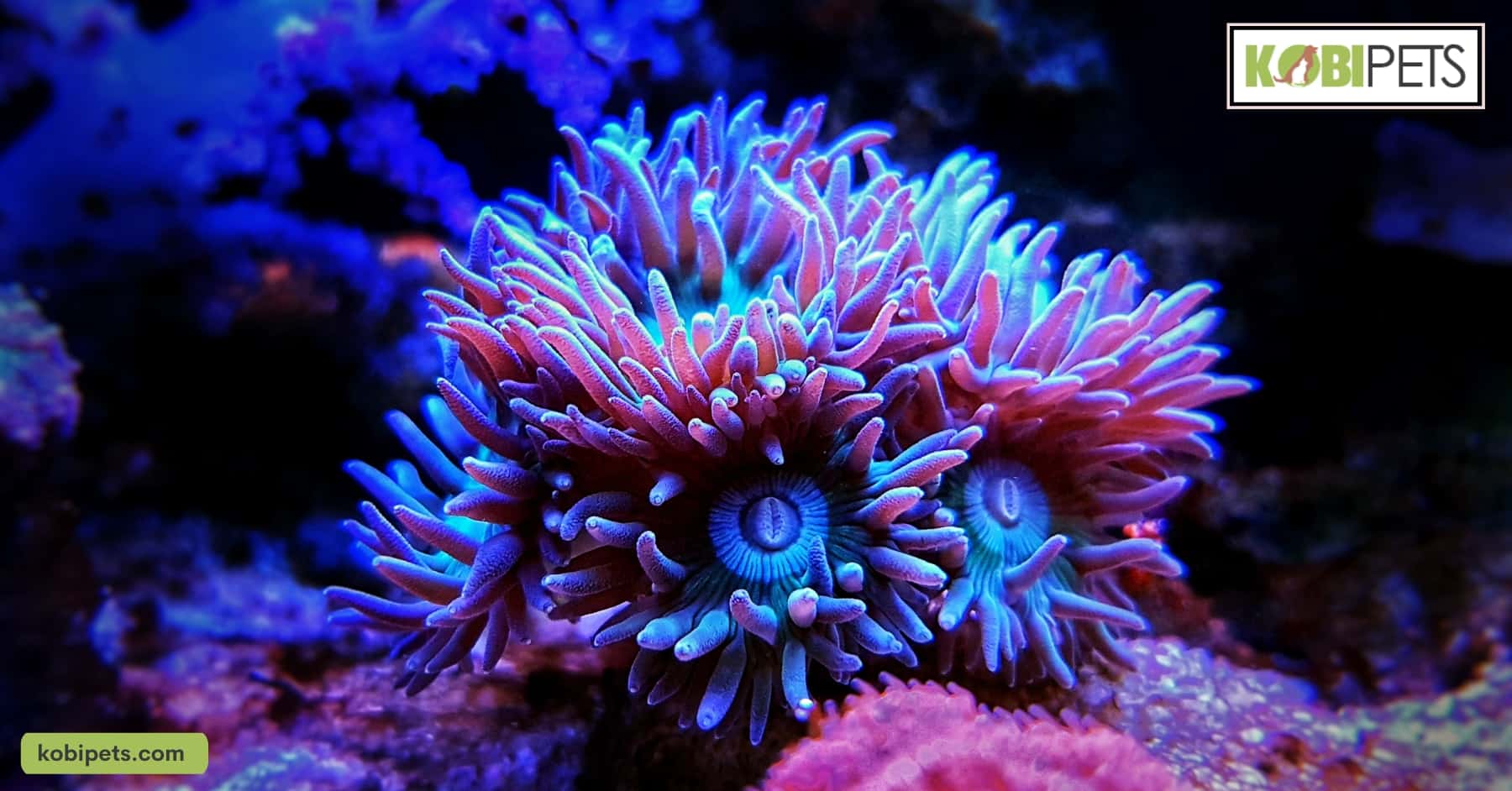 LPS (Large Polyp Stony) Corals