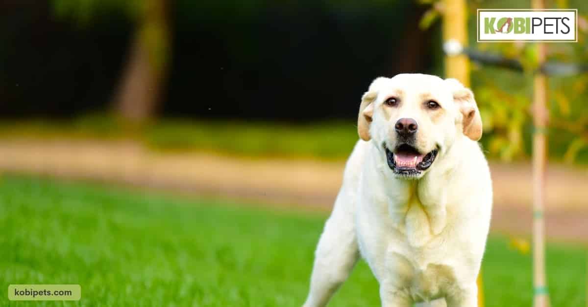 Labrador Retriever