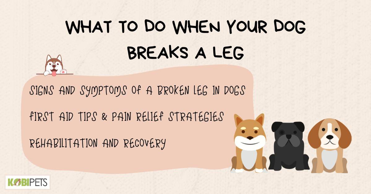 What to Do When Your Dog Breaks a Leg