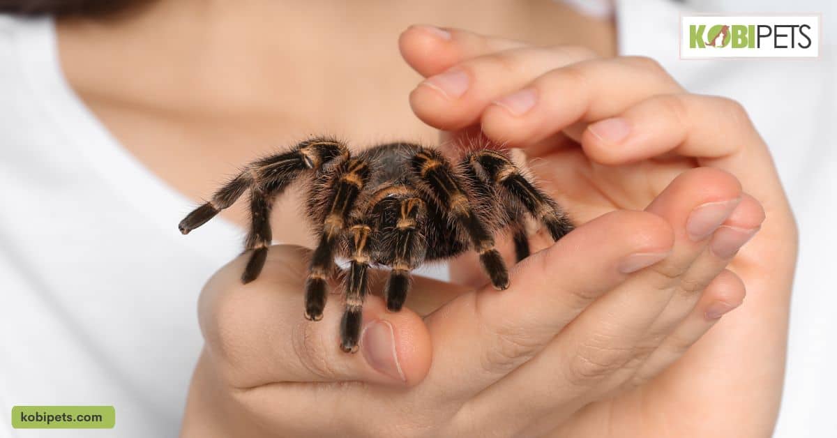 Legislation Related to Exotic Pet Ownership