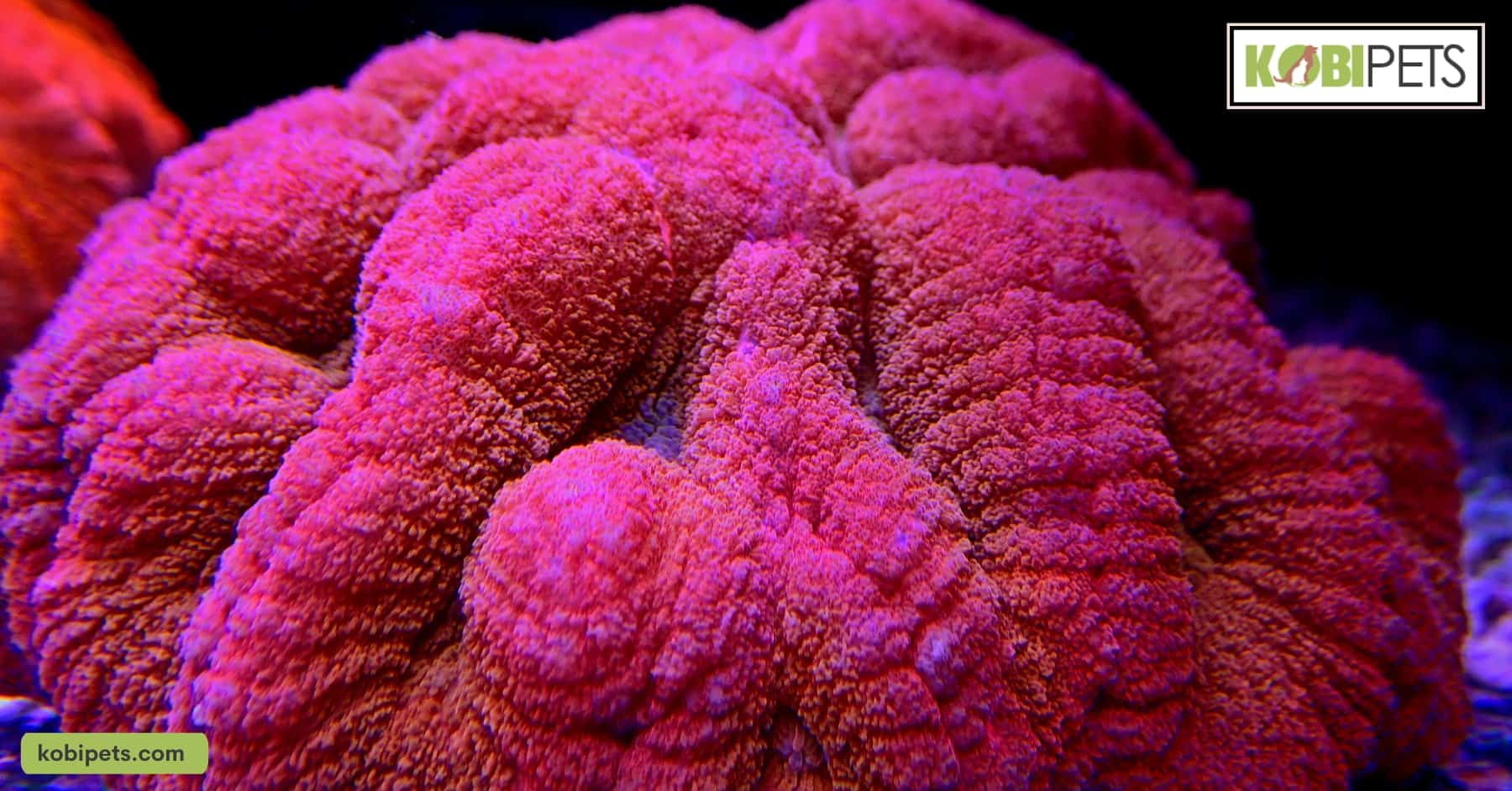 Lobophyllia Brain Corals