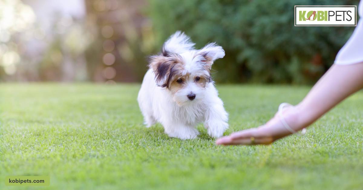Make sure your pet has plenty of space to play outside so it doesn’t track dirt into the house.