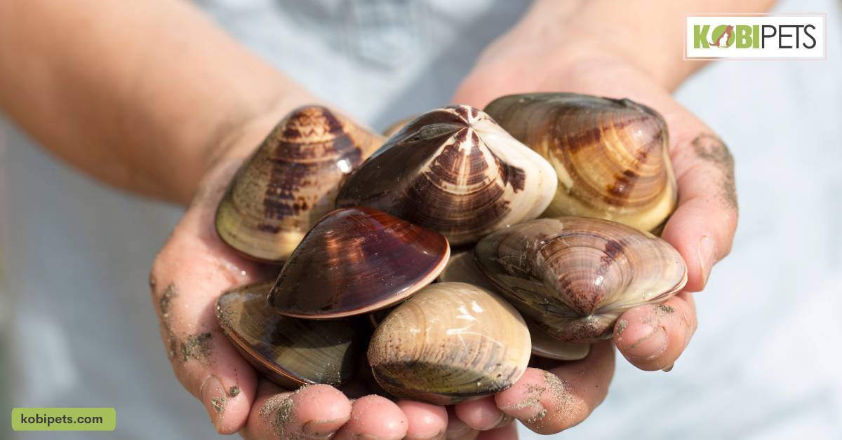 Mollusks like snails and clams