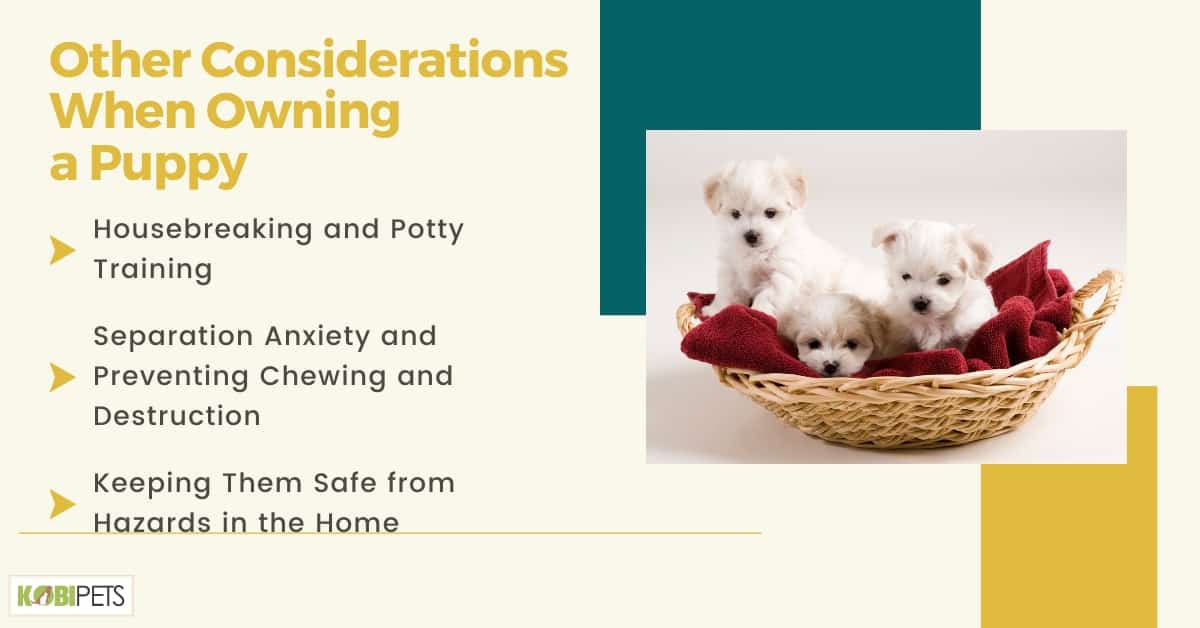 Other Considerations When Owning a Puppy