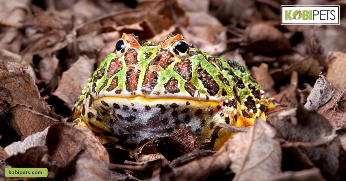 Pacman Frogs