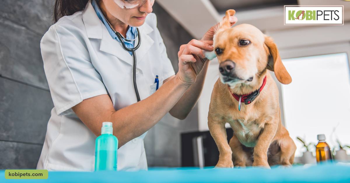 cleaning solution in dog's ear