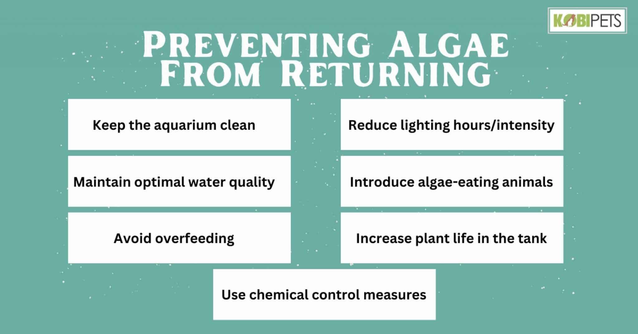 How to Control and Prevent Algae in Your Fish Tank Kobi Pets