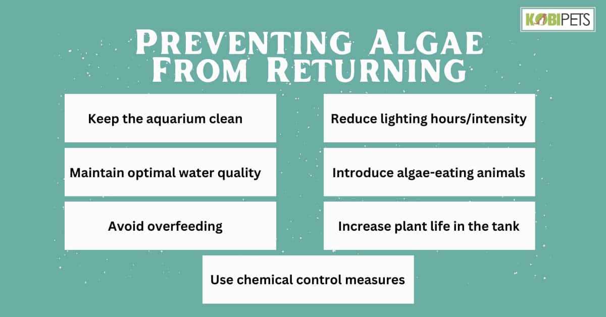 Preventing Algae From Returning