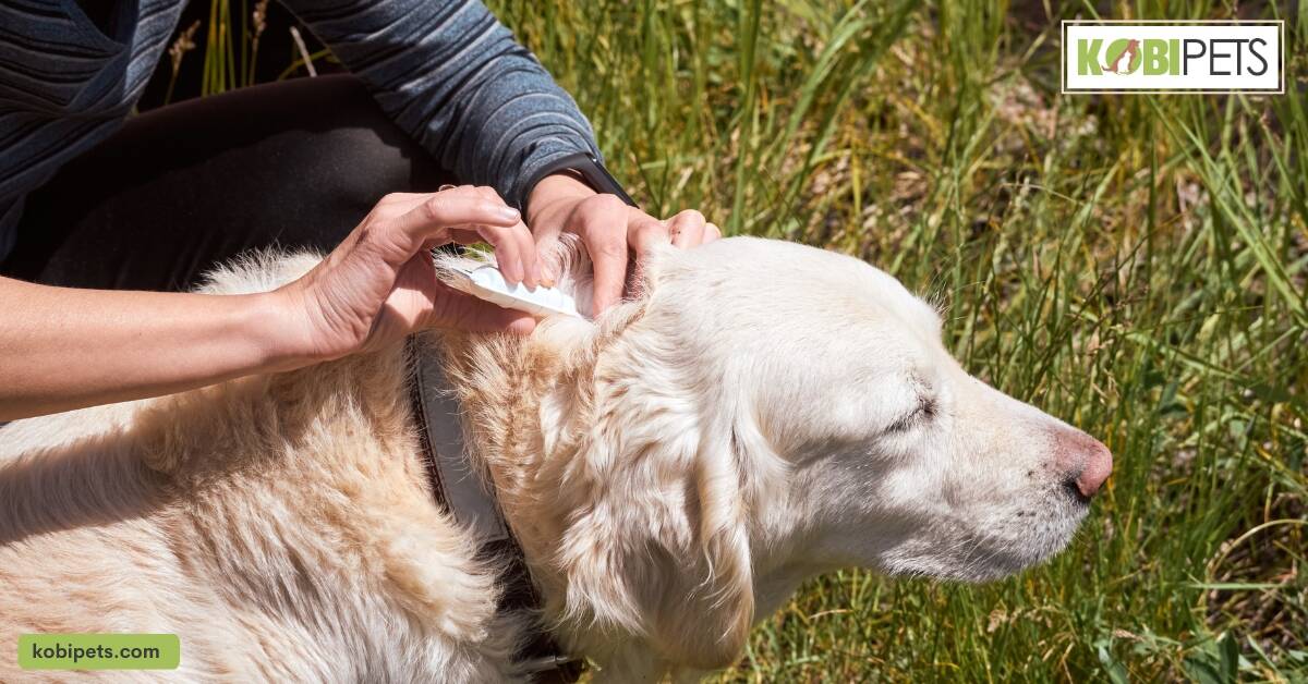 Preventing Ticks on Dogs: Tips and Strategies