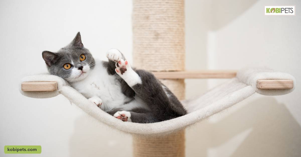 Providing Appropriate Toys & Scratching Posts