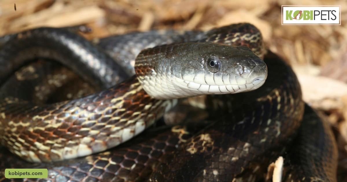 Rat Snake (Pantherophis Obsoletus)
