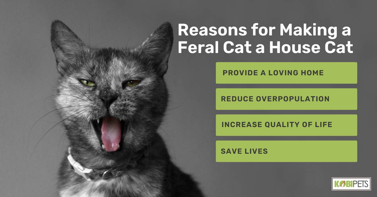 Reasons for Making a Feral Cat a House Cat