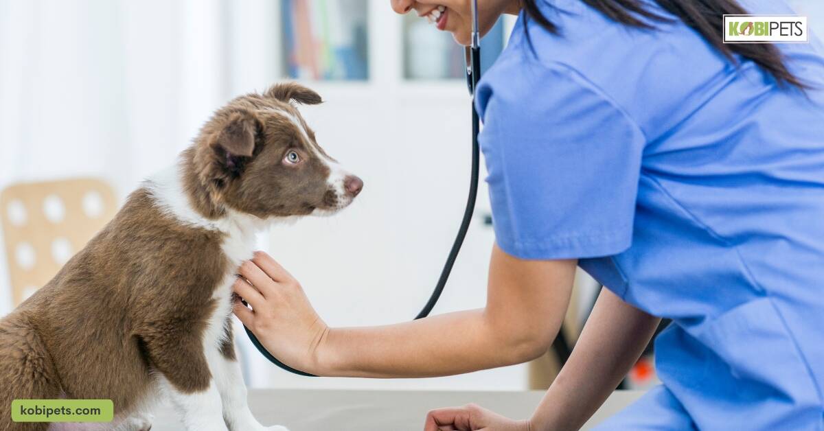 Regular veterinary check-ups