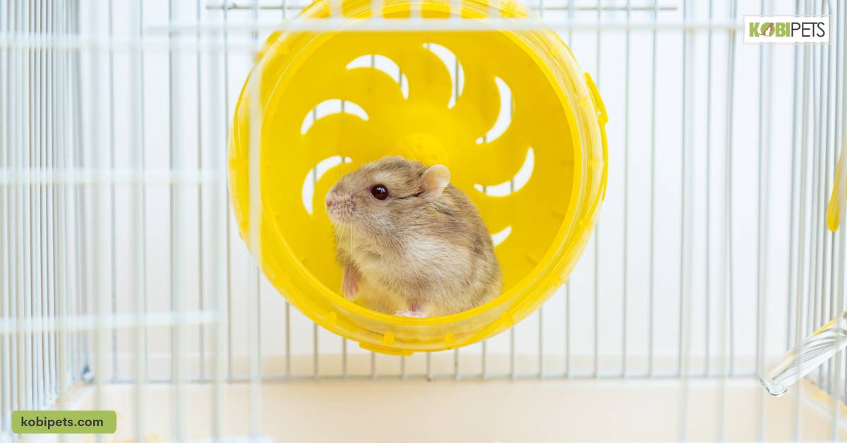 Regularly Monitor Your Hamster’s Weight