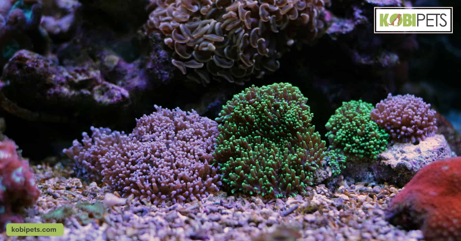 Ricordea Mushroom Corals