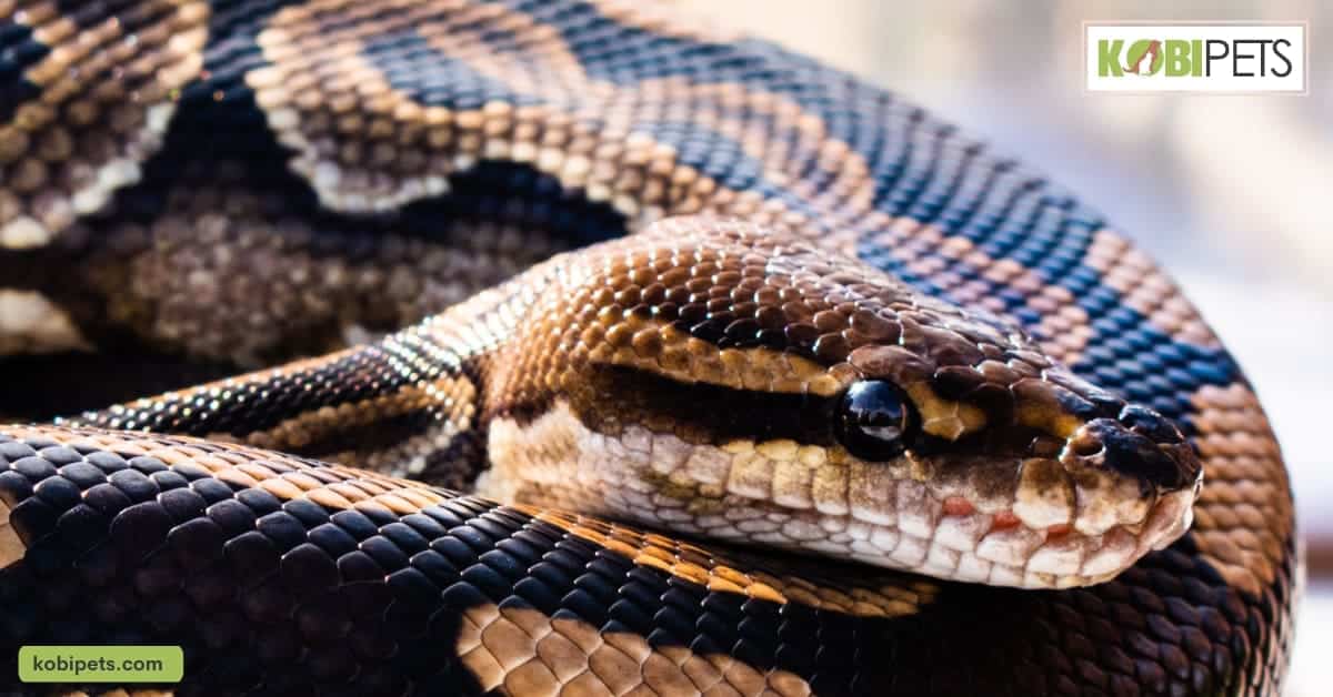 Royal Python (Python Regius)