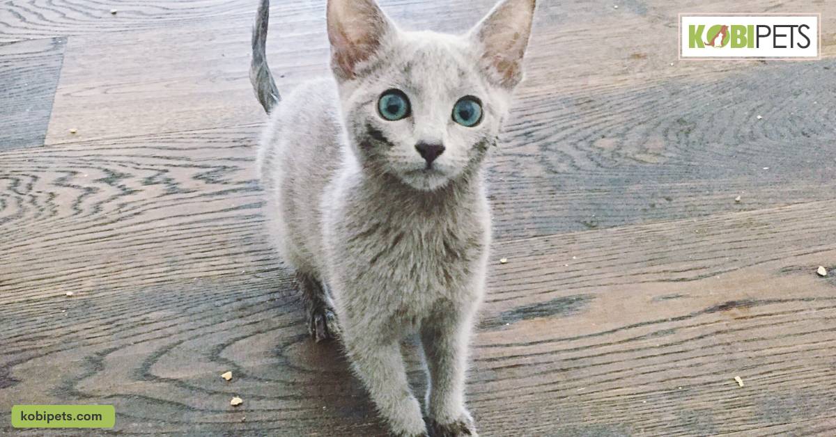 Russian Blue