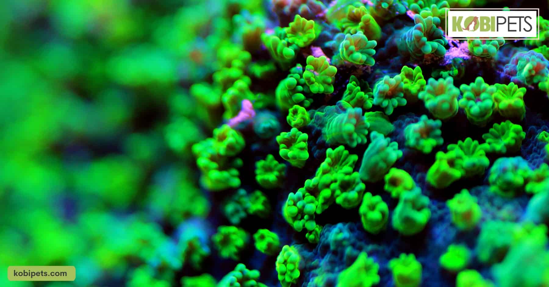 SPS (Small Polyp Stony) Corals