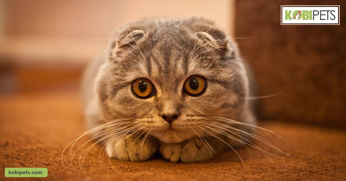 Scottish Fold