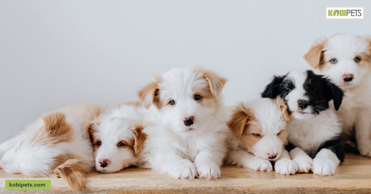 Selecting the Right Dog for Your Family