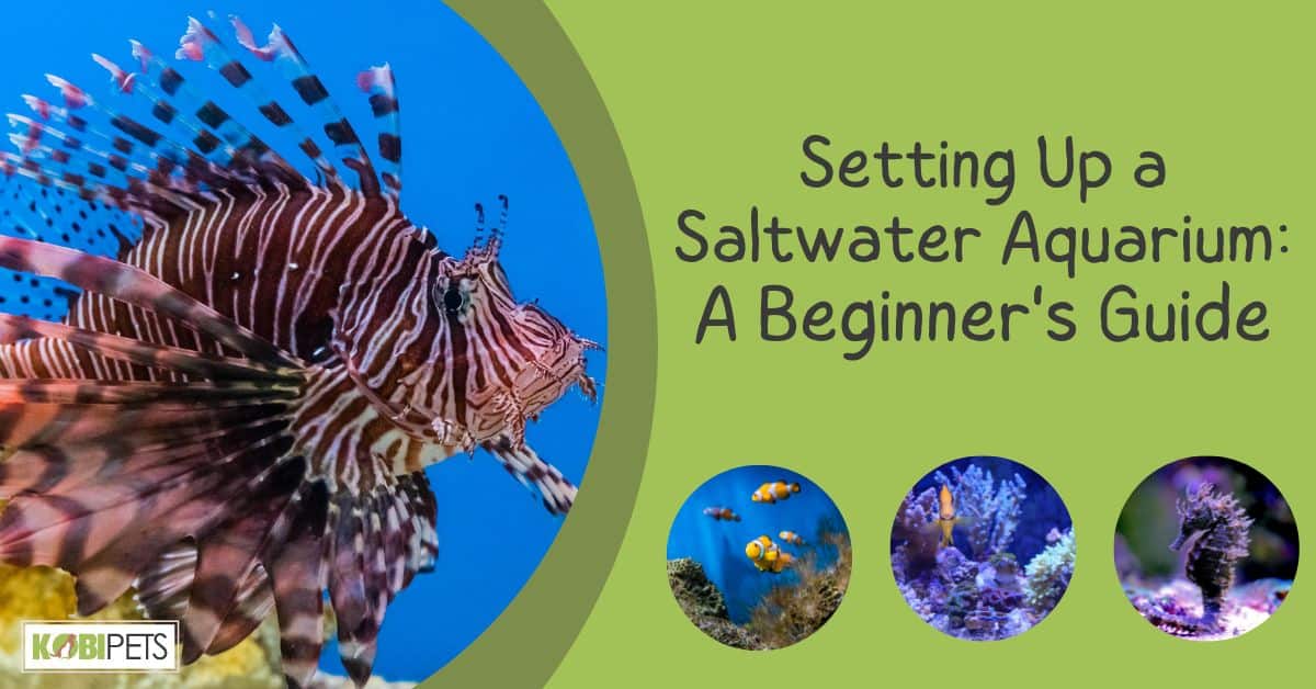 Setting Up a Saltwater Aquarium: A Beginner's Guide