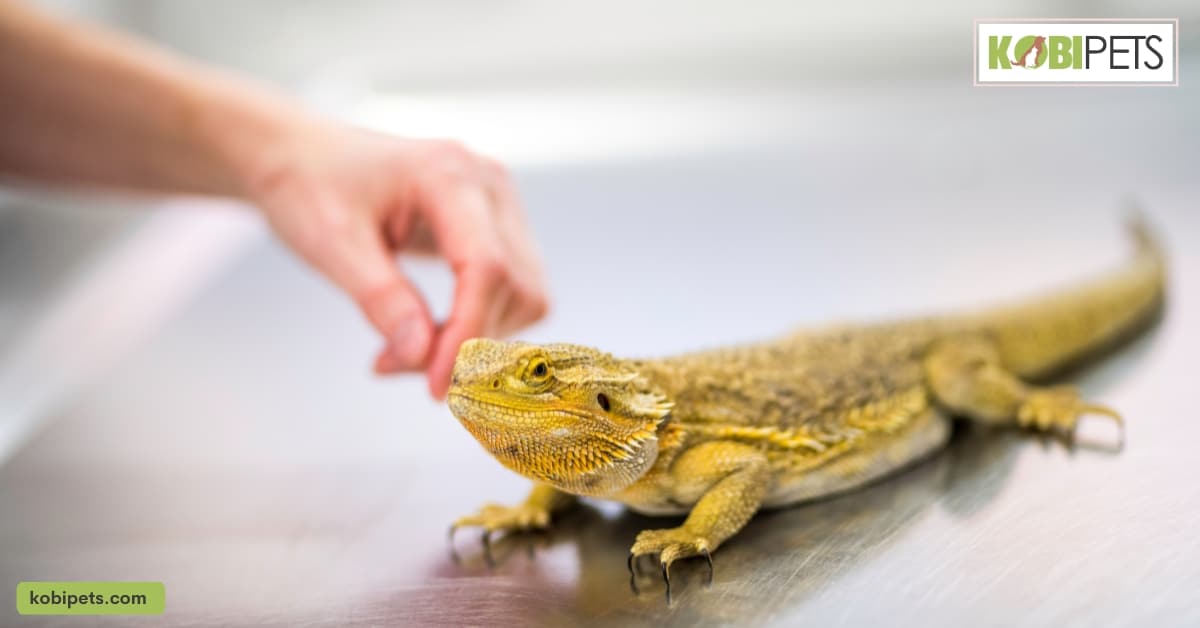 Signs of Stress in Bearded Dragons