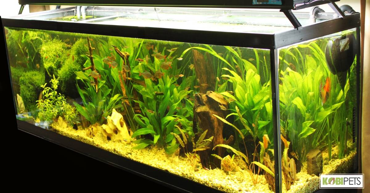 Keeping Freshwater Fish: A Beginner's Guide - Kobi Pets