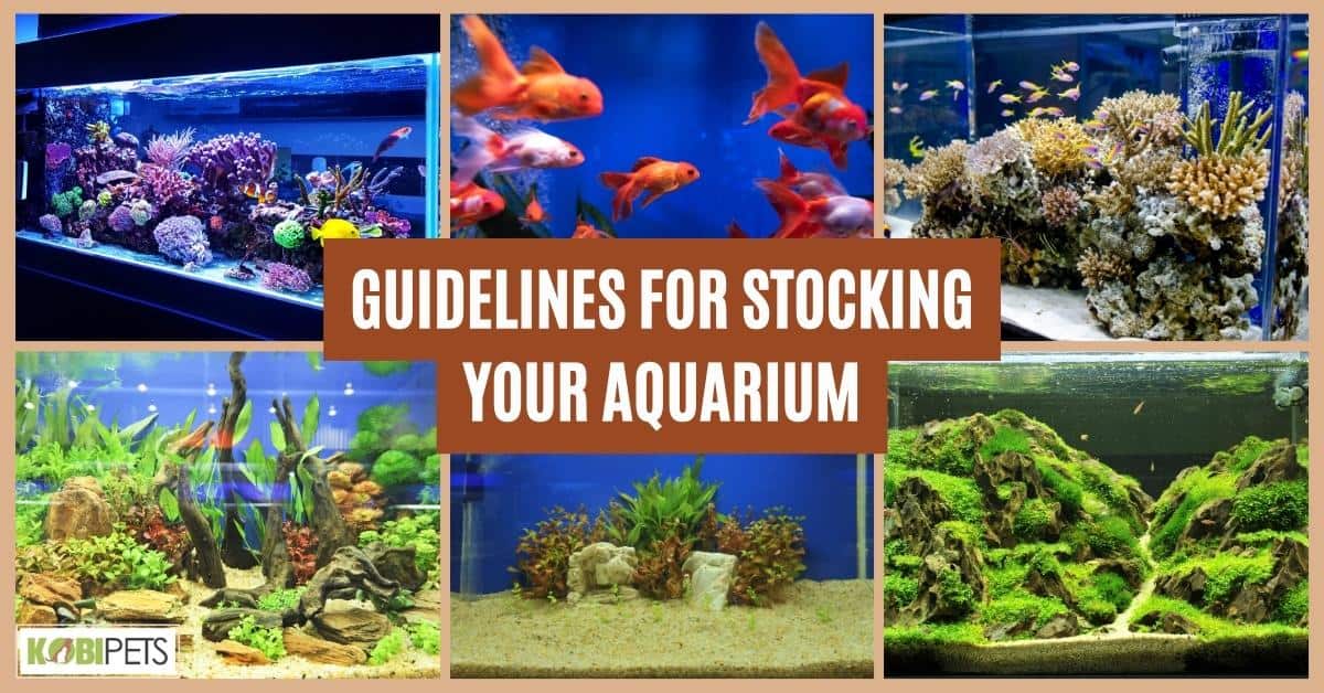 Guidelines for Stocking Your Aquarium
