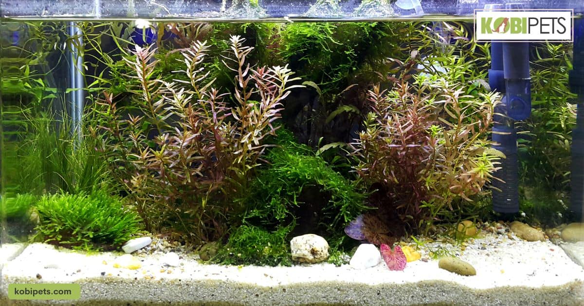 Substrate and Decor Options