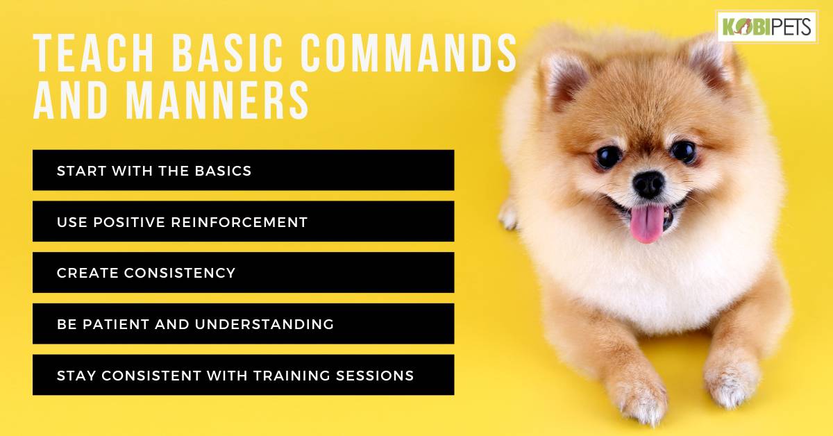 Teach Basic Commands and Manners