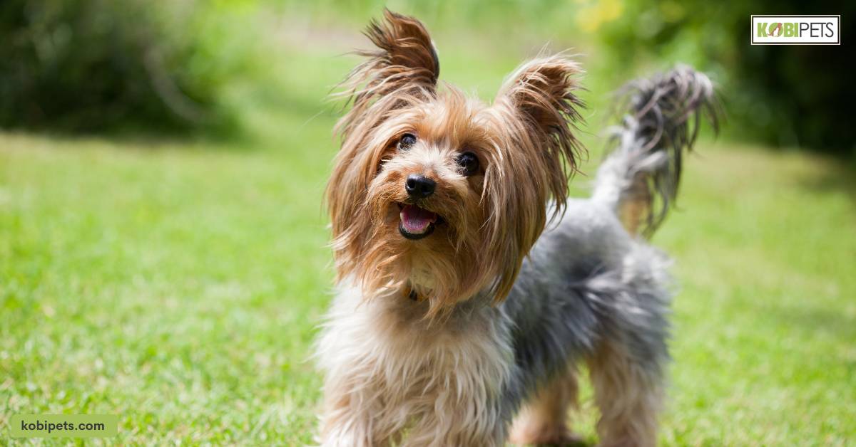 Terriers (e.g. Airedales, Fox Terriers)