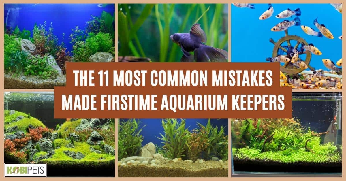 The 11 Most Common Mistakes Made Firstime Aquarium Keepers