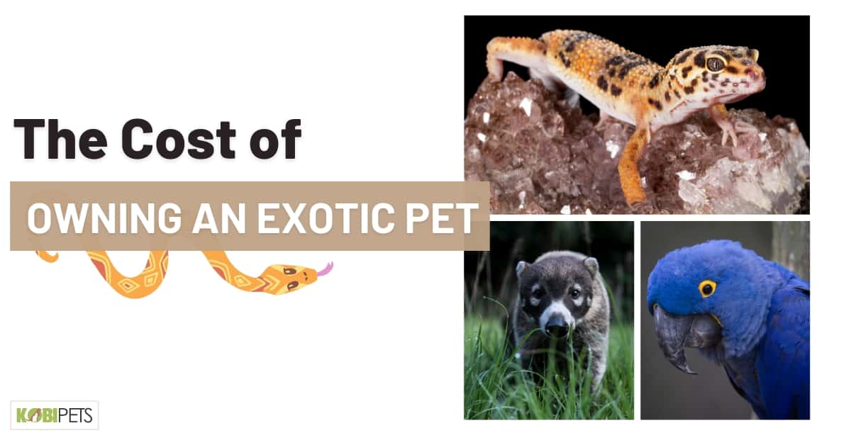 The Cost of Owning an Exotic Pet