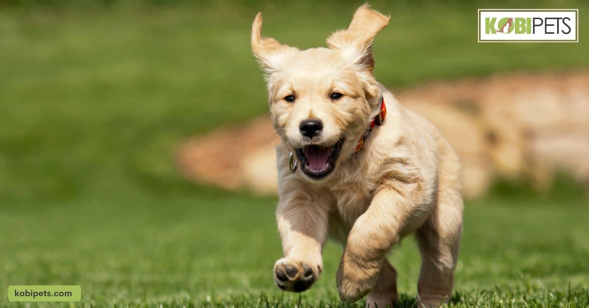 The Importance of Socializing a Puppy for a Well-Behaved Dog