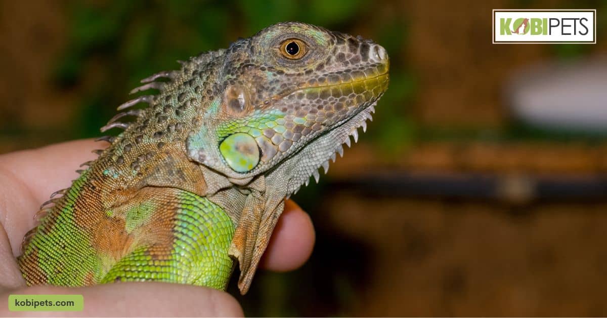 The Popularity of Exotic Pets