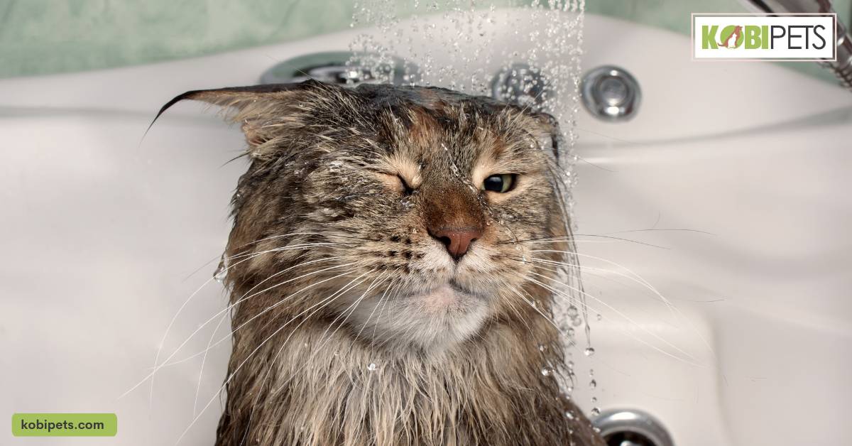 The Process of Bathing Your Kitten or Adult Cat
