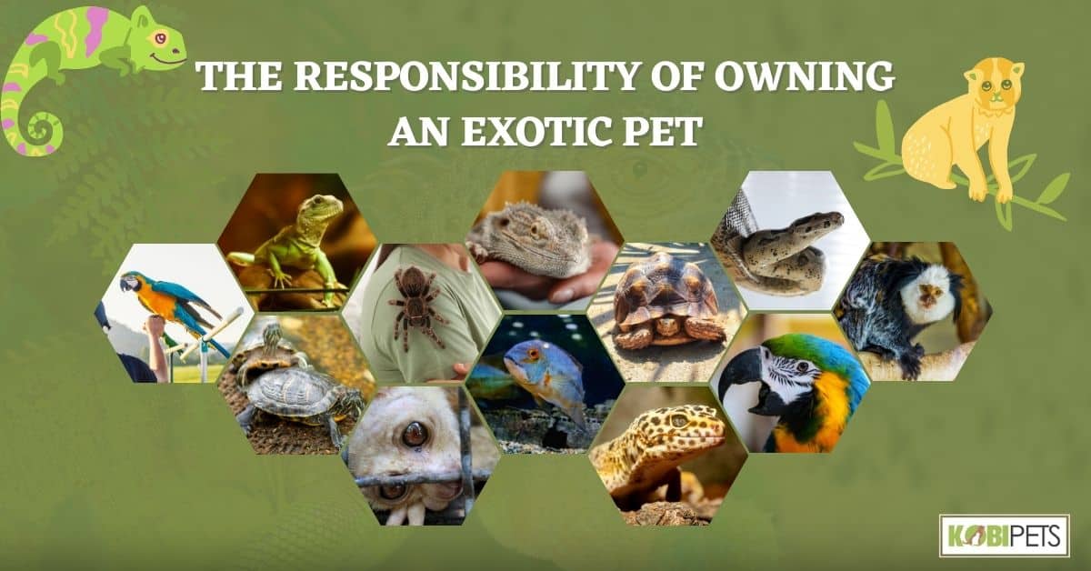 The Responsibility of Owning an Exotic Pet