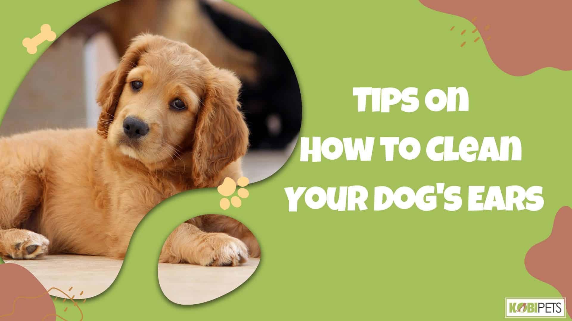 Tips On How to Clean Your Dog's Ears