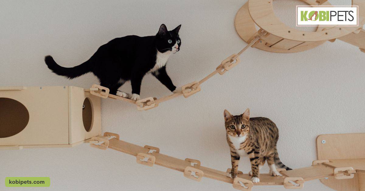 Tips for Selecting the Right Toy for Your Cat