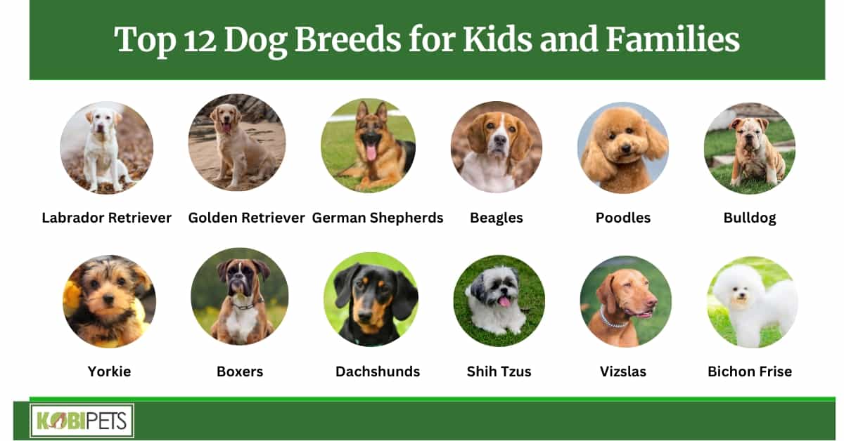 Top 12 Dog Breeds for Kids and Families