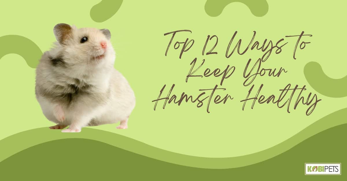 Top 12 Ways to Keep Your Hamster Healthy