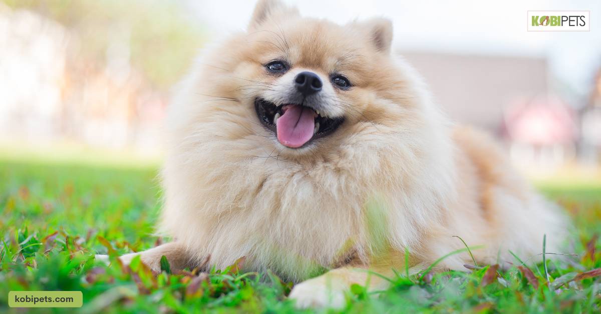 Toy Dogs (e.g. Pomeranians, Chihuahuas)