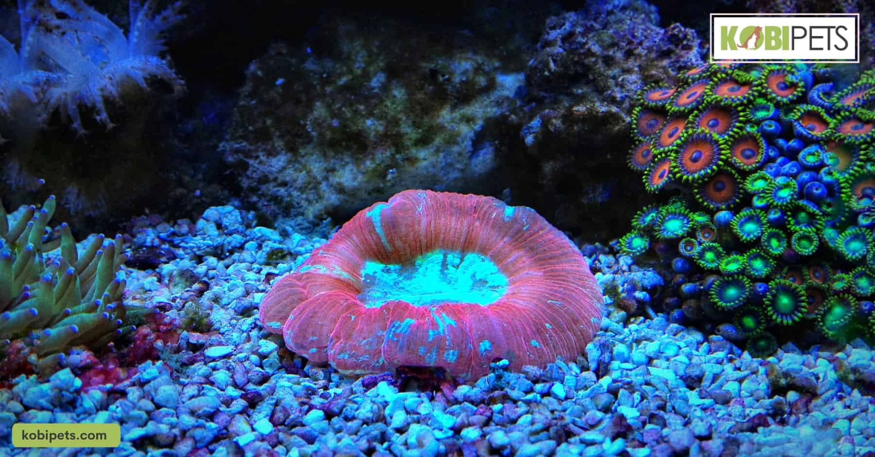 Trachyphyllia Open Brain Coral