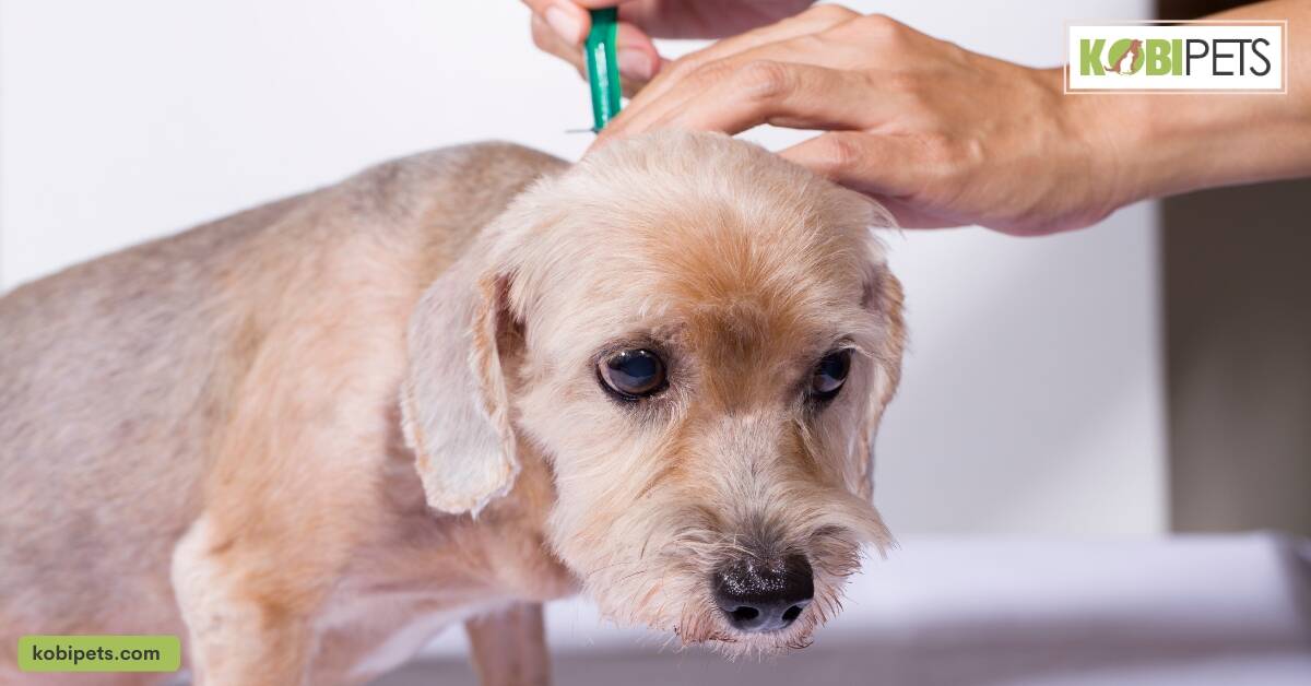 Treatment and Removal of Ticks from Dogs